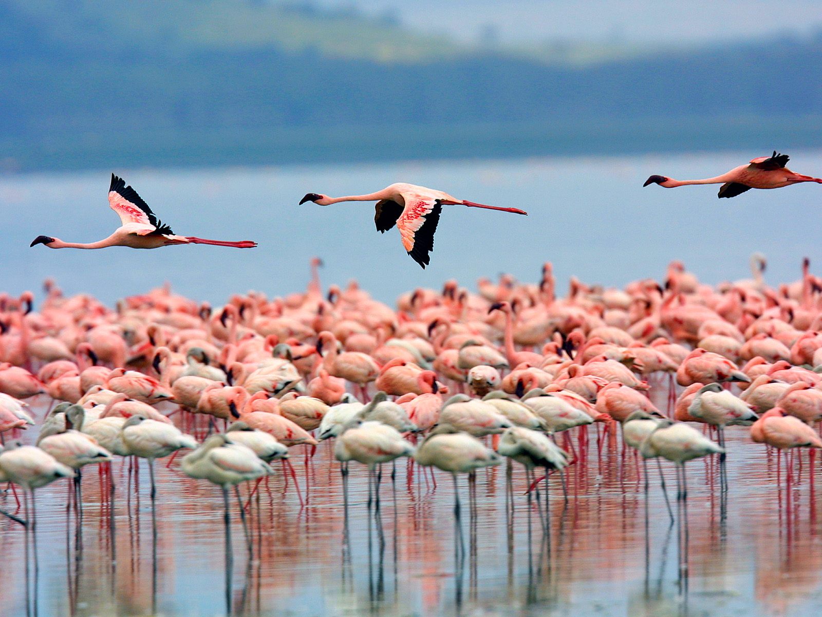 Lake Nakuru & Diani
