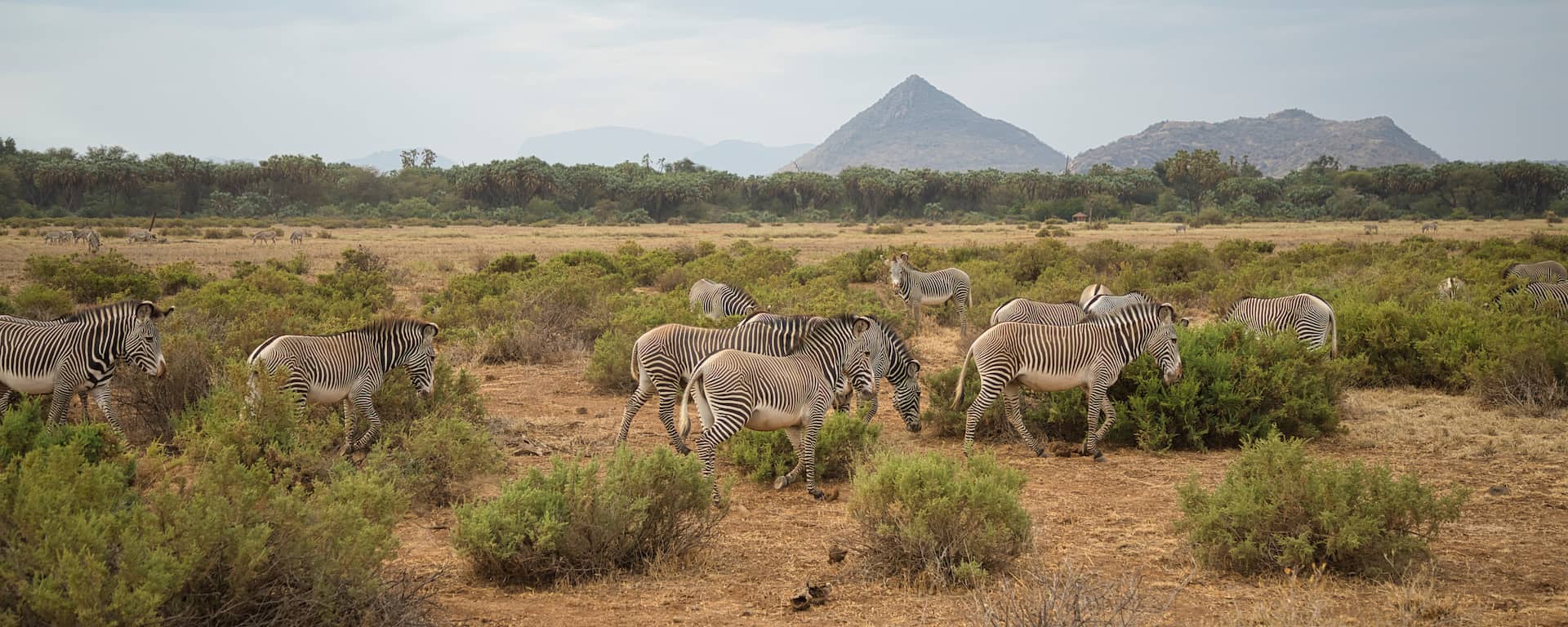 Elephants in Amboseli National Park