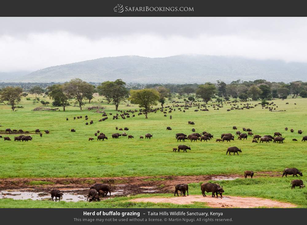Tsavo National Park