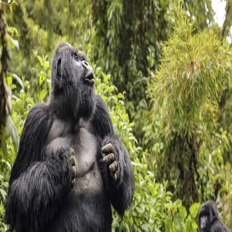 Gorilla trekking in Uganda