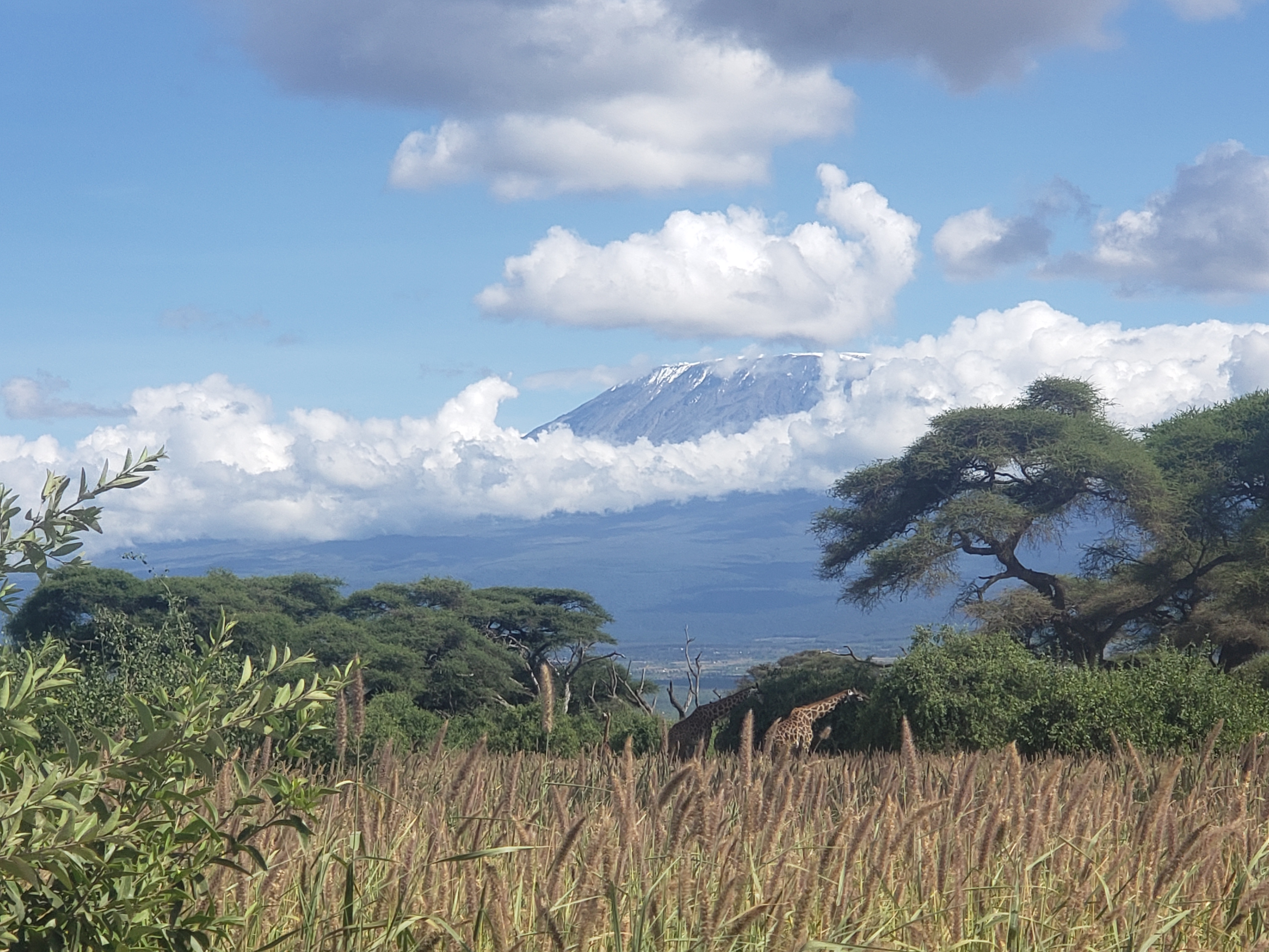 Ultimate Amboseli Safari blog: Roaming Elephants at Kilimanjaro 