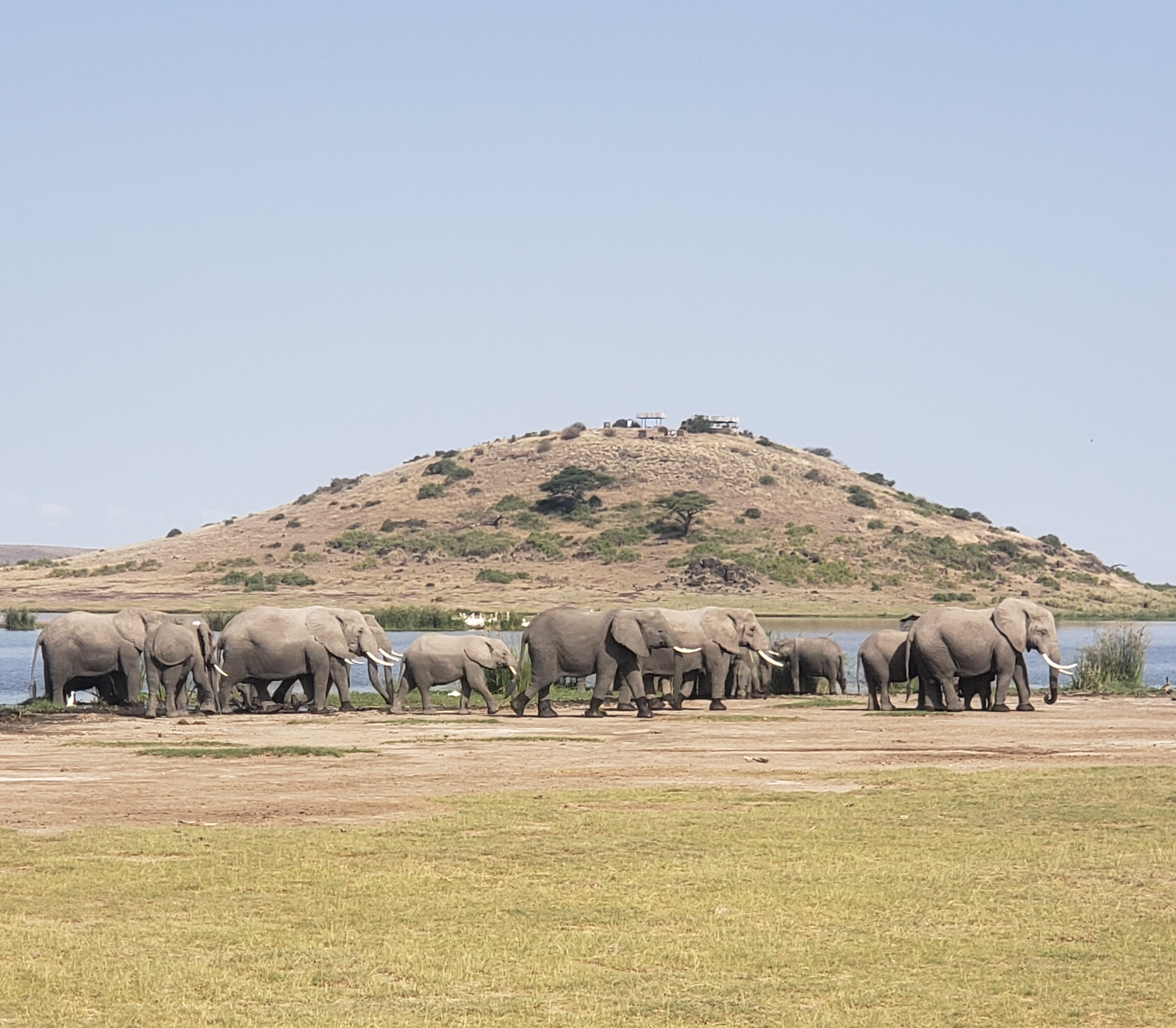 6 DAYS CLASSIC AFRICAN SAFARI.
