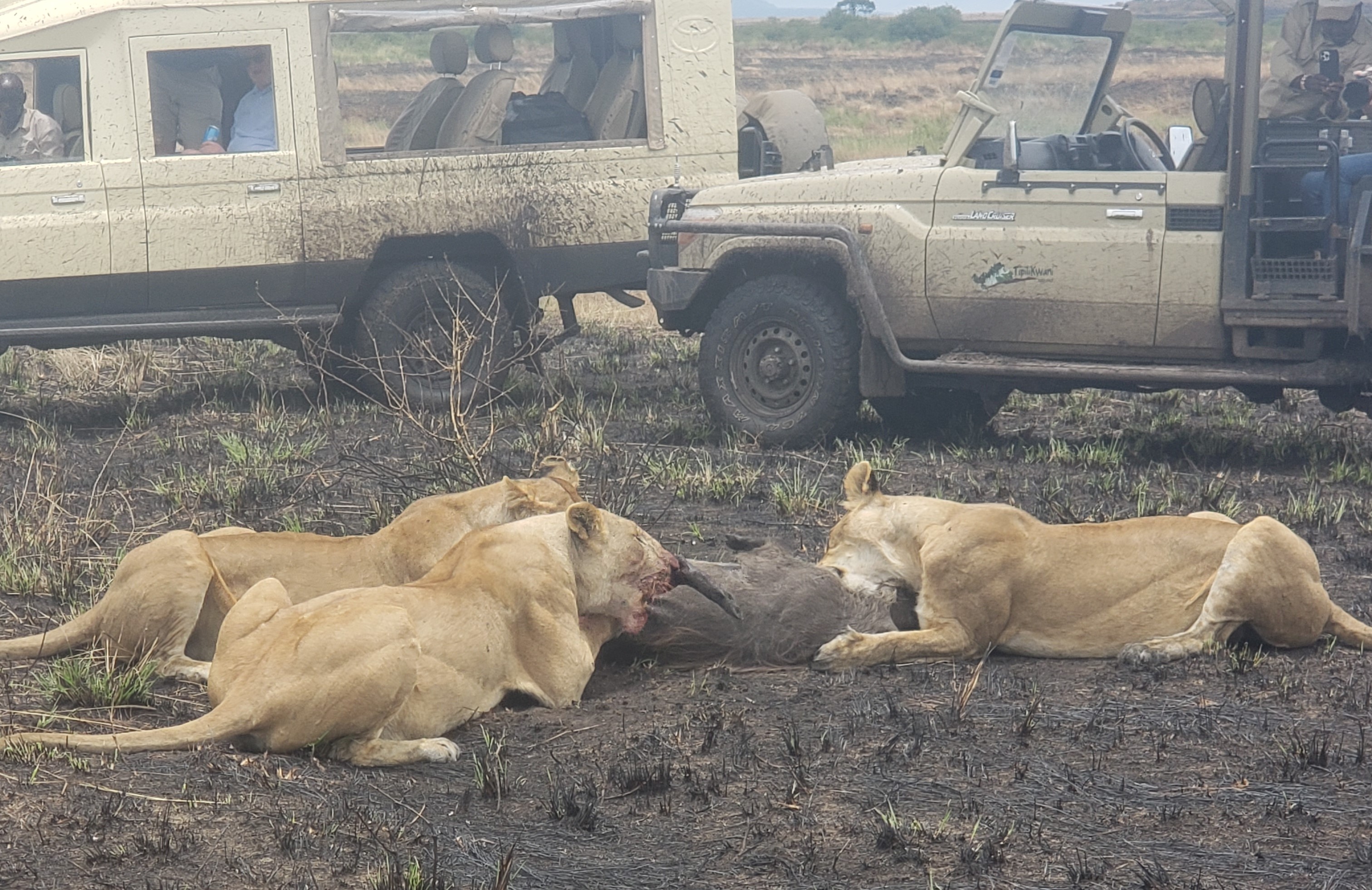 7 DAY KENYAN BIG FIVE SAFARI